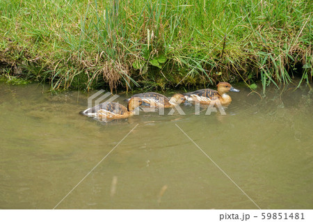 エクアドルのカモ 59851481