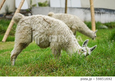 リャマ リャマ 59851692