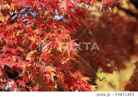 朝日を浴びる紅葉したオオモミジ - 札幌の秋 朝日を浴びる紅葉したオオモミジ - 札幌の秋 59851805