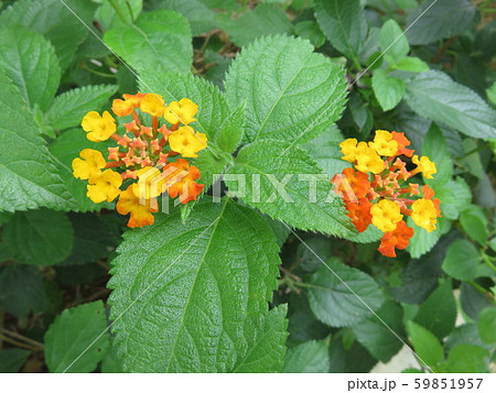 花（七変化） 59851957