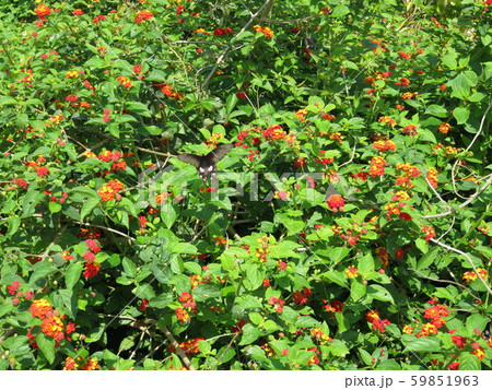 花(七変化) 花(七変化) 59851963