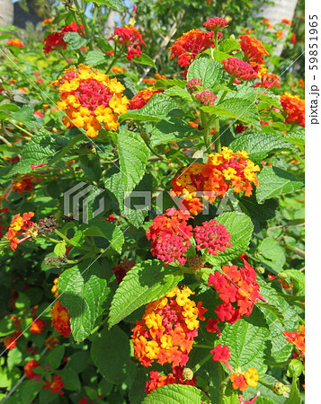 花（七変化） 59851965