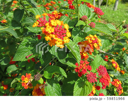 花 七変化 の写真素材