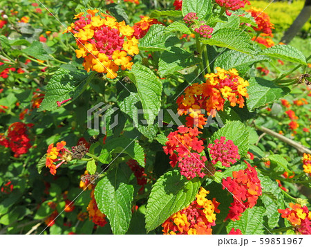 花（七変化） 59851967