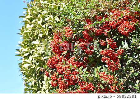 ピラカンサ ピラカンサ 59852581