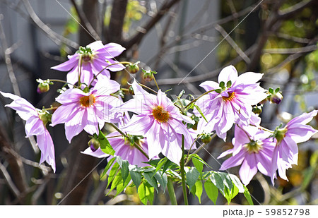 コウテイダリア(皇帝ダリア) コウテイダリア(皇帝ダリア) 59852798