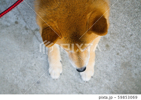 柴犬の頭頂部の写真素材