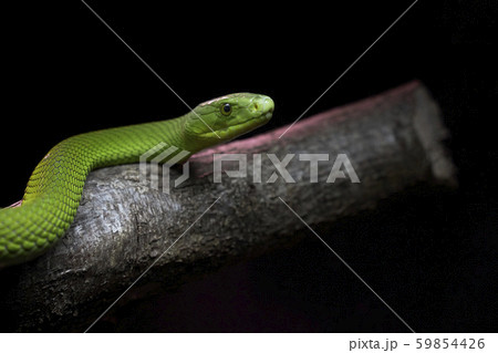 View of a dangerous green mamba snake on a trunk View of a dangerous green mamba snake on a trunk 59854426