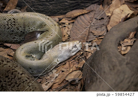 A white boa constrictor on a mantle of dry leaves 59854427