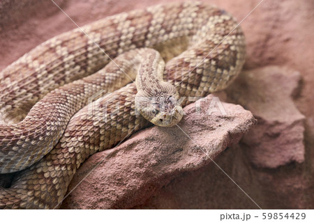 A brown snake rolled up on a stone 59854429