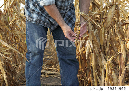 Agricultural scene, farmer or agronomist inspect 59854966
