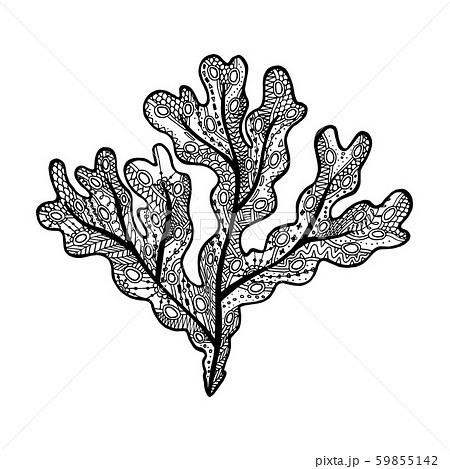 Vector illustration of hand drawn Fucus algae. 59855142