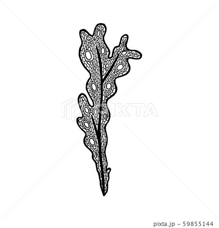 Vector illustration of hand drawn Fucus algae. 59855144