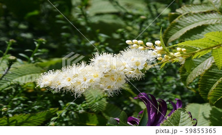 White flower of the Sorbaria White flower of the Sorbaria 59855365