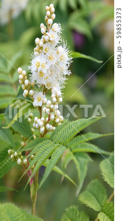 White flower of the Sorbaria White flower of the Sorbaria 59855373