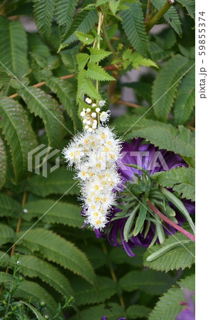 White flower of the Sorbaria 59855374