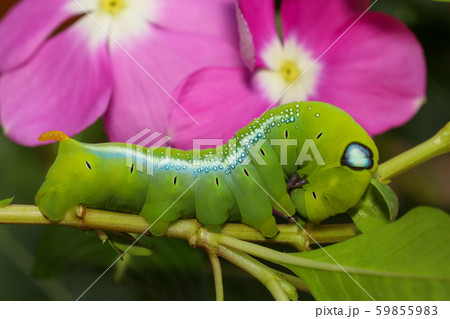 Close up green worm or Daphnis neri worm in nature Close up green worm or Daphnis neri worm in nature 59855983