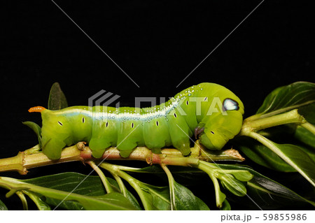 Close up green worm or Daphnis neri worm in nature 59855986