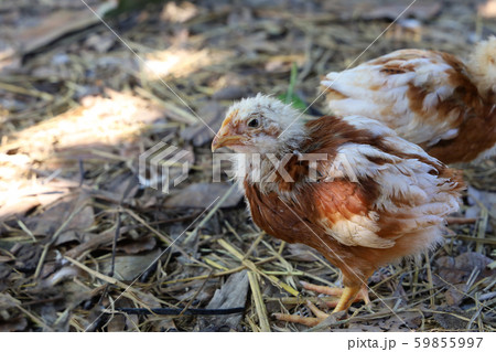 Baby Rhode Island Red in garden at thailand Baby Rhode Island Red in garden at thailand 59855997