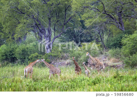 Giraffe in Kruger National park, South Africa 59856680