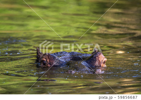 Hippopotamus in Kruger National park, South Africa Hippopotamus in Kruger National park, South Africa 59856687