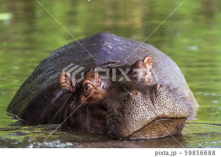 Hippopotamus in Kruger National park, South Africa Hippopotamus in Kruger National park, South Africa 59856688