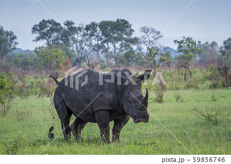 Southern white rhinoceros in Kruger National park, 59856746