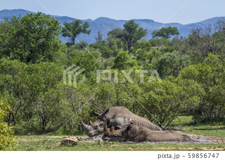 Southern white rhinoceros in Kruger National park, 59856747