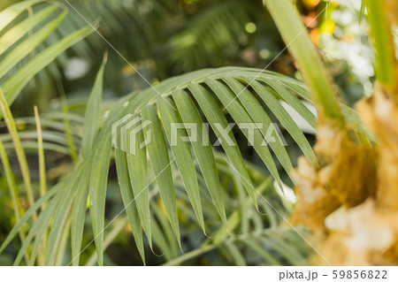Creative tropical green leaves layout. Nature summer concept. Tropical palm foliage 59856822