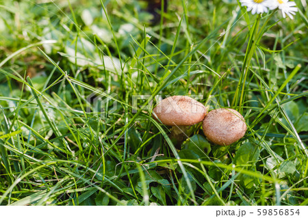 Two mushrooms grow in the forest, natural background. Nature concept. 59856854