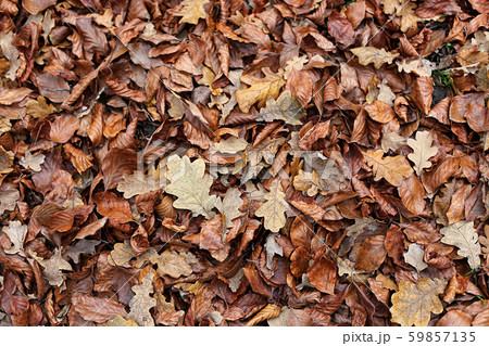 Autumnal background with brown fallen leaves Autumnal background with brown fallen leaves 59857135