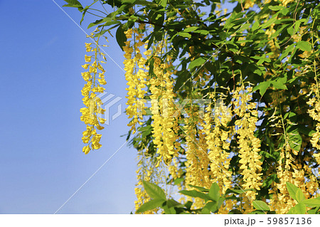 Beautiful bright yellow flowers of wisteria Beautiful bright yellow flowers of wisteria 59857136