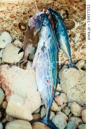 Close-up of the sea. Sea catch fish Close-up of the sea. Sea catch fish 59857352