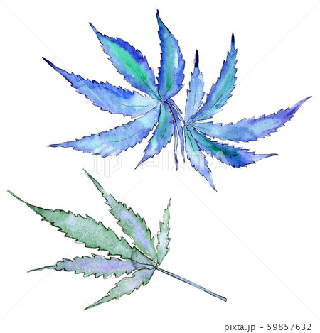 Cannabis green leaves. Watercolor background illustration set. Isolated cannabis illustration 59857632