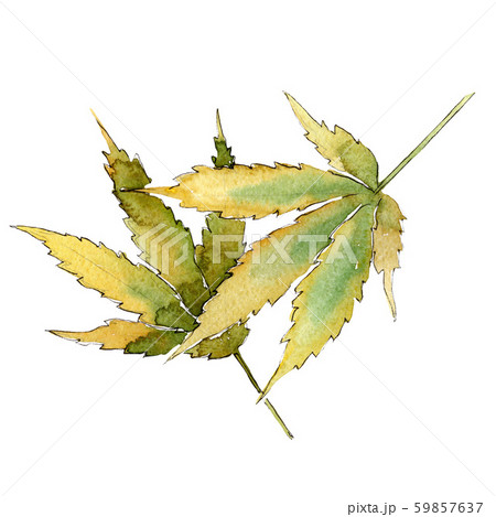 Cannabis green leaves. Watercolor background illustration set. Isolated cannabis illustration Cannabis green leaves. Watercolor background illustration set. Isolated cannabis illustration 59857637