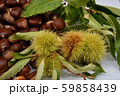 Chestnuts In chestnut bur . 59858439