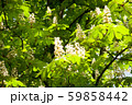Horse chestnut blossom . 59858442
