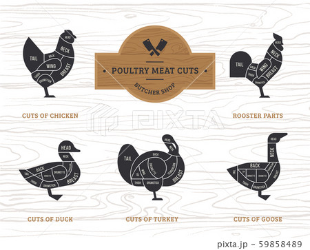 Vector diagram cut carcasses chicken, turkey, goose, duck. 59858489