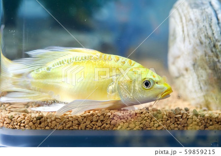 泳ぐヒレナガゴイ 59859215