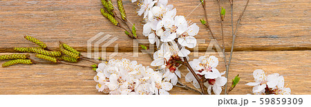 Blooming apricot on rustic wooden background. Wide 59859309