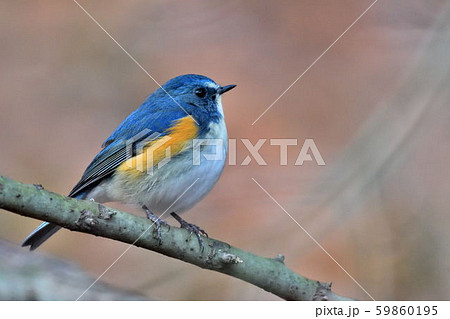 薬師池公園の野鳥 薬師池公園の野鳥 59860195