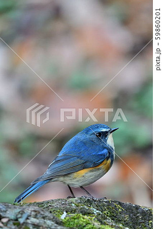 薬師池公園の野鳥 薬師池公園の野鳥 59860201