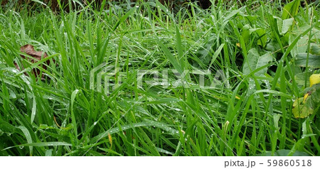 草むら 59860518