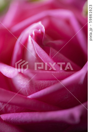 お祝いには美しい花をプレゼント 59861623