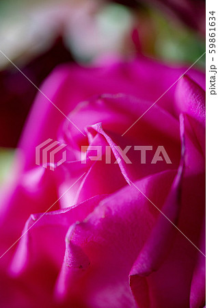 お祝いには美しい花をプレゼント 59861634