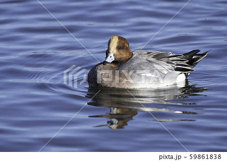 ヒドリガモ　瓢湖 59861838