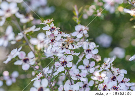 ニュージーランドのマヌカの花とミツバチの写真素材