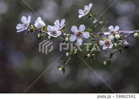 ニュージーランドのマヌカの花の写真素材