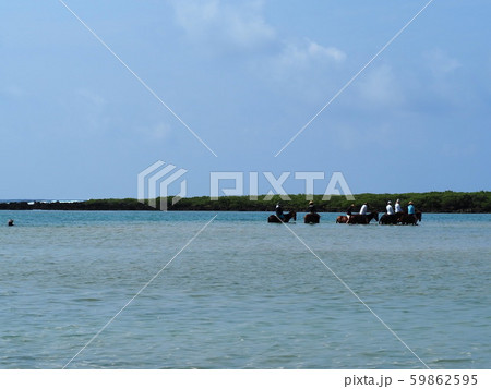 与那国島(海中乗馬) 与那国島(海中乗馬) 59862595