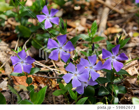 ツルニチニチソウのグランドカバー 59862673